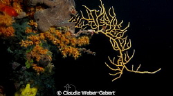 silent wonderworld... by Claudia Weber-Gebert 